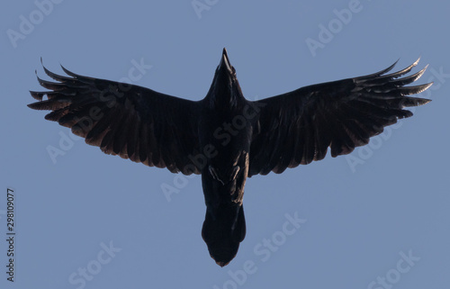 Beautiful portrait of a common raven (corvus corax) seen from below