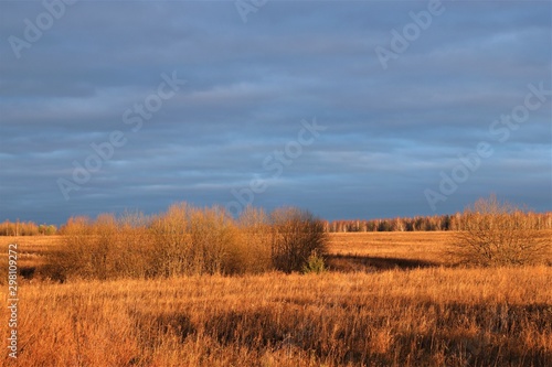 Beautiful autumn landscape: golden field, high gray-blue sky.