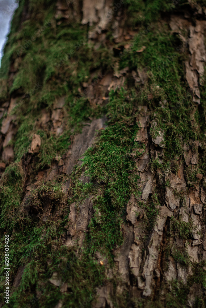 Green moss on the tree trunk. Tree bark close up.