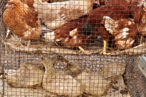 Chickens and geese are sitting in a cage.