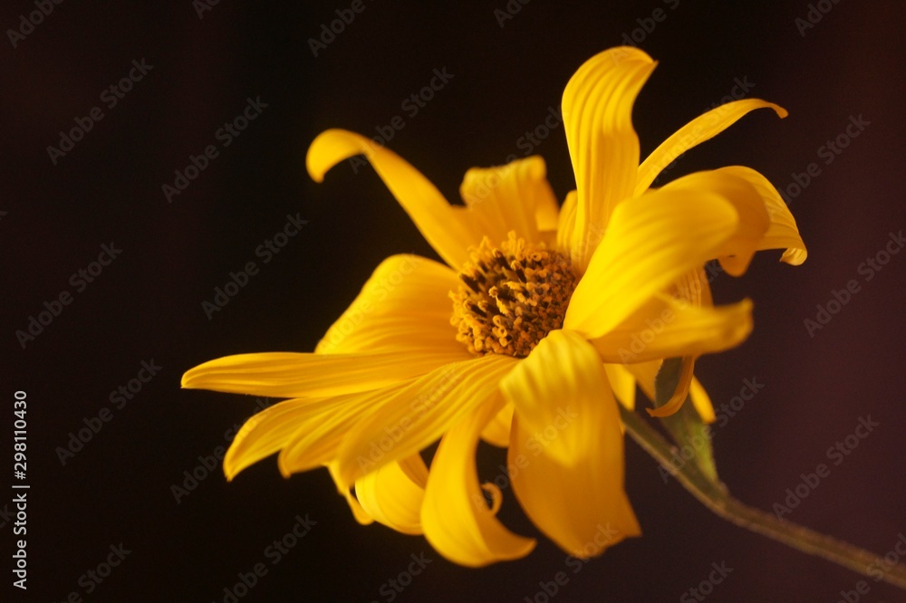Obraz premium Background with wildflower - wilted flowers of jerusalem artichoke (Helianthus tuberosus) 