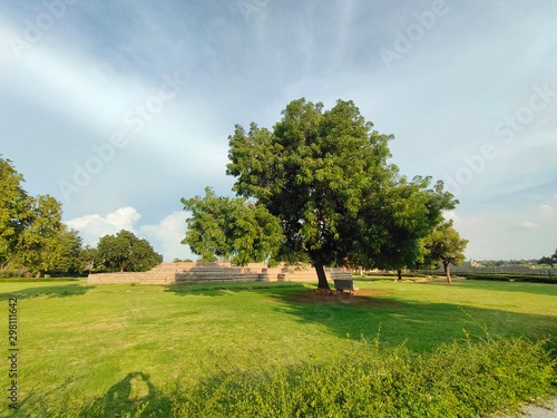 tree in the park