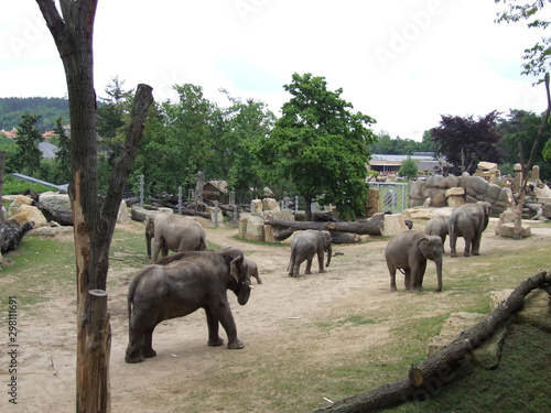 Canvas Print grey elephants