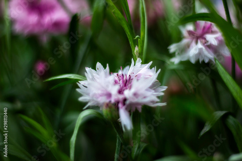 flower in garden