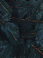 Christmas tree background