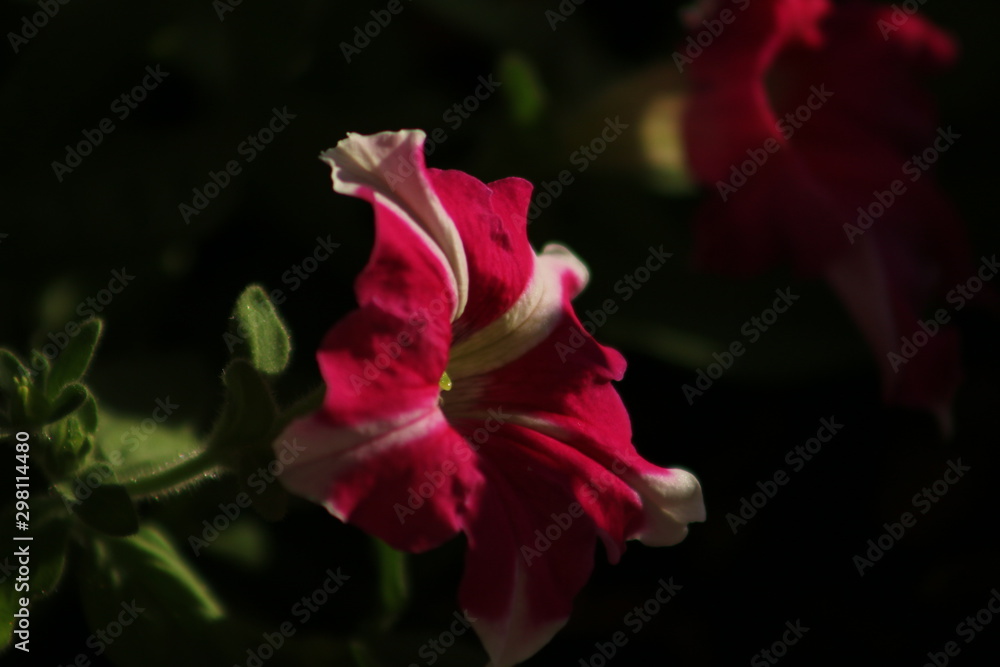 Colourful and thorny mediterranean flowering plants and cactus Colourful and thorny mediterranean flowering plants and cactus