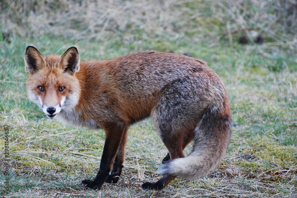 Fototapeta premium Wild fox in the Danish nature at the North Sea