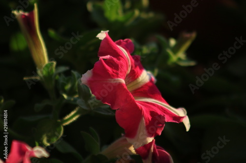 Colourful and thorny mediterranean flowering plants and cactus