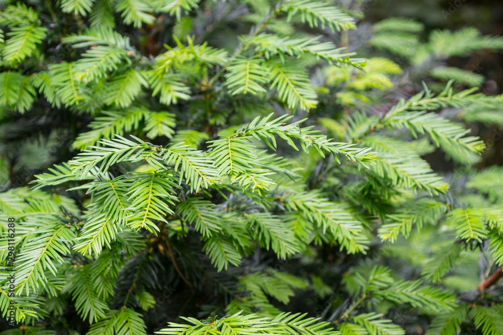 Green branch of the pine tree close up