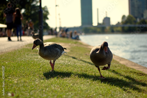 Young duck walking at river Main photo