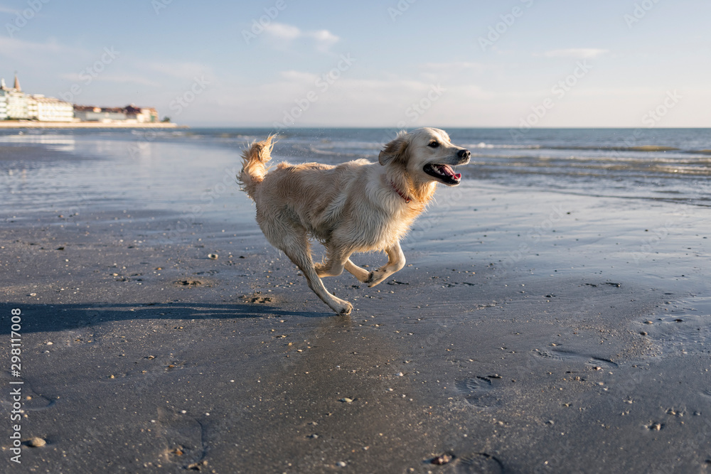 Golden retriever dog having fun at beach Golden retriever dog having fun at beach