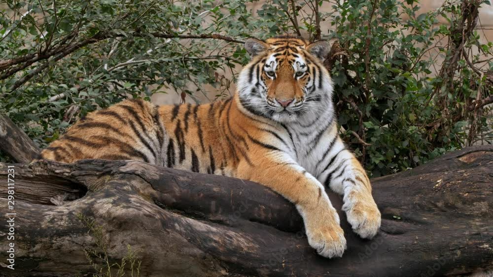 Siberian tiger cub lying on a log Siberian tiger cub lying on a log