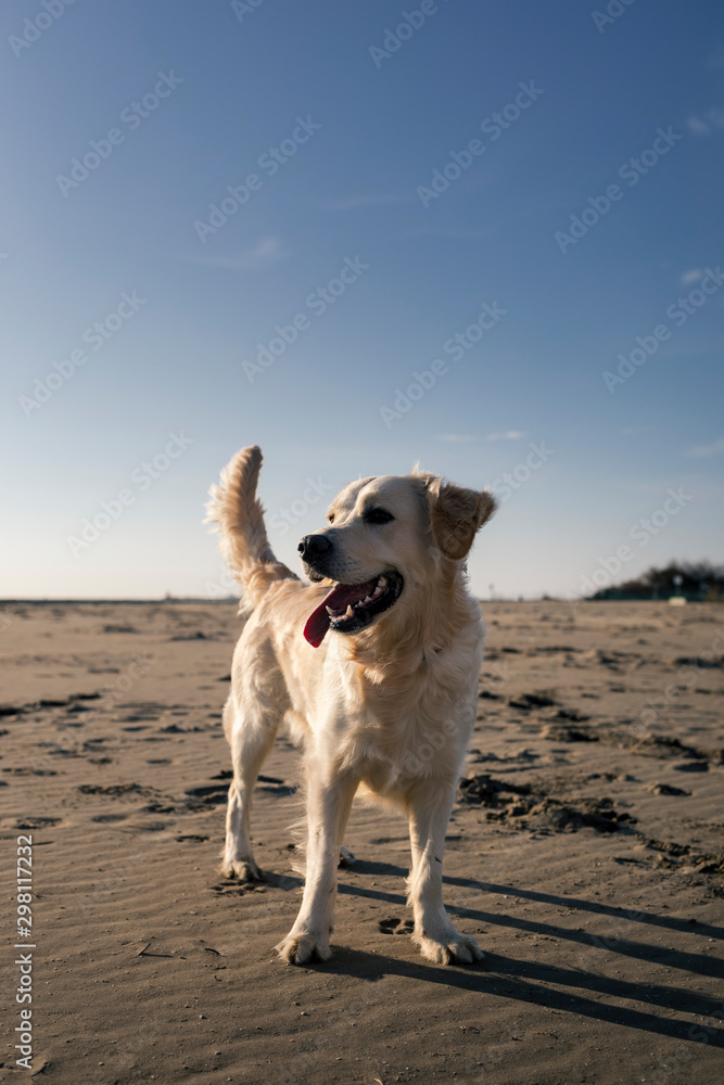 Golden retriever dog having fun at beach
