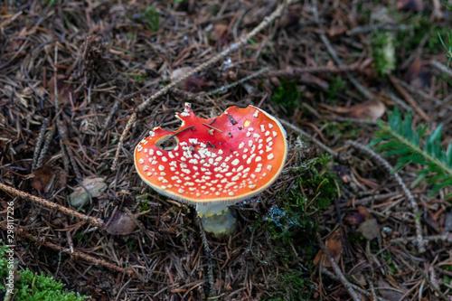 Fly agaric growing in the forest