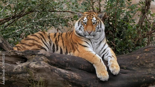 Siberian tiger cub lying on a log