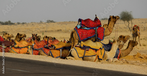 Camels on the Street of Jaisalmer, Rajasthan. Thar Desert.
