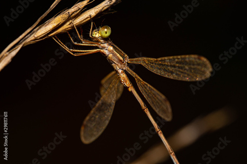 Dragonfly / Libelle - Super Makro - Macro