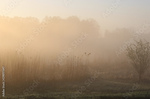 Fog over the lake at sunrise. Glimmers of sunlight on the reeds