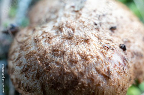 Mushroom Macro Supercloseup