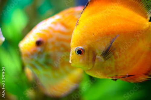 Bright orange round fish side view in the ocean. Blurred colorful background with other orange and white fish. Flora and fauna of the ocean. Free space to insert content. Bokeh effect close up.