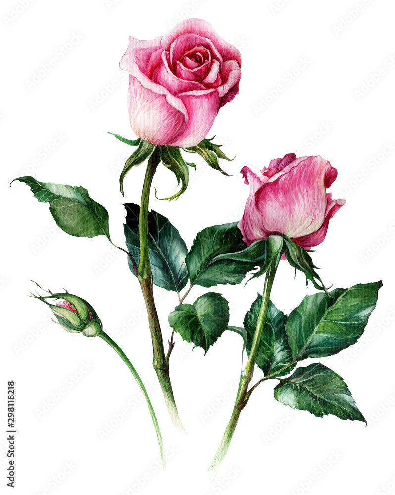 Pink realistic roses flowers isolated on white background. Hand-drawn botanical watercolor illustration. Pink realistic roses flowers isolated on white background. Hand-drawn botanical watercolor illustration.