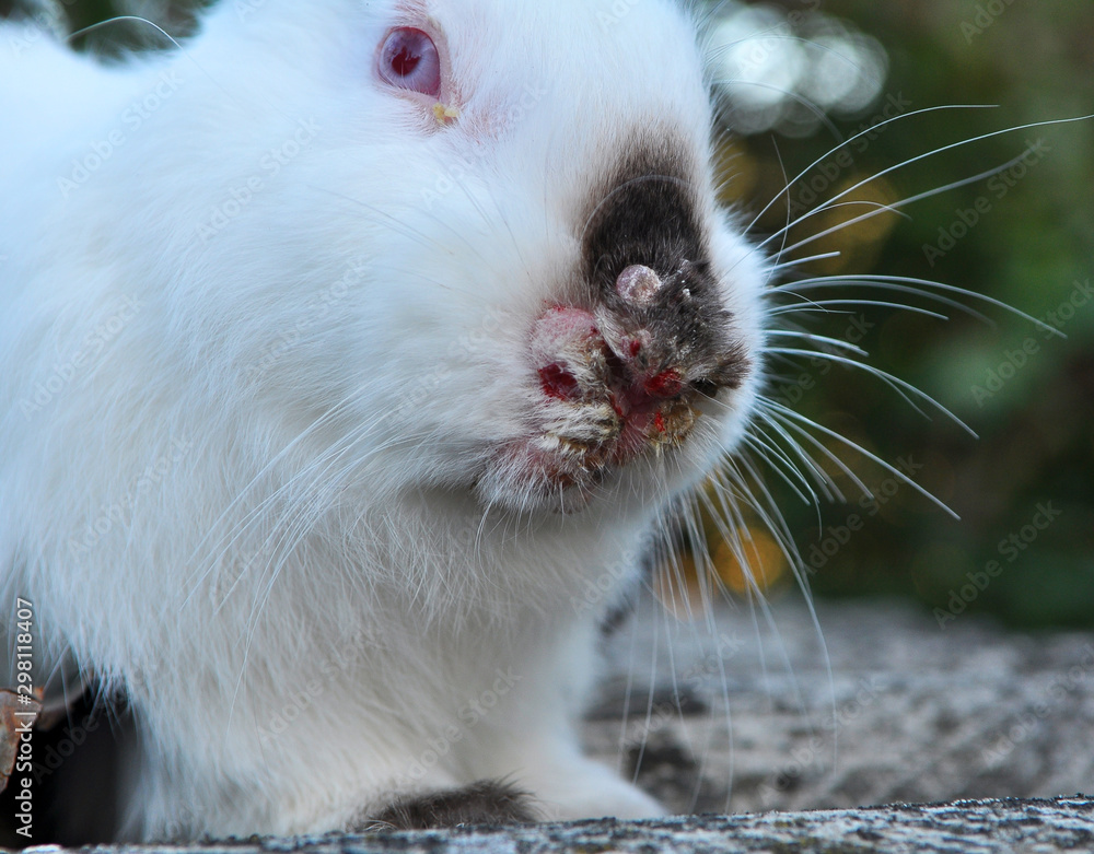 Sick rabbit for myxomatosis Sick rabbit for myxomatosis