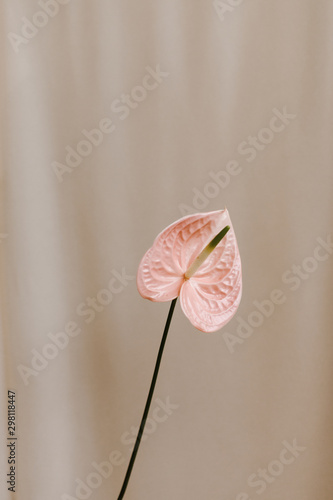 minimal pink flower against fabric background