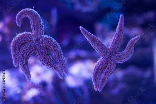 Two five-pointed starfish in the ocean on a blue background. The effect of bokeh close up. Life in the ocean. A pair of starfish  a concept of romance and tourism.