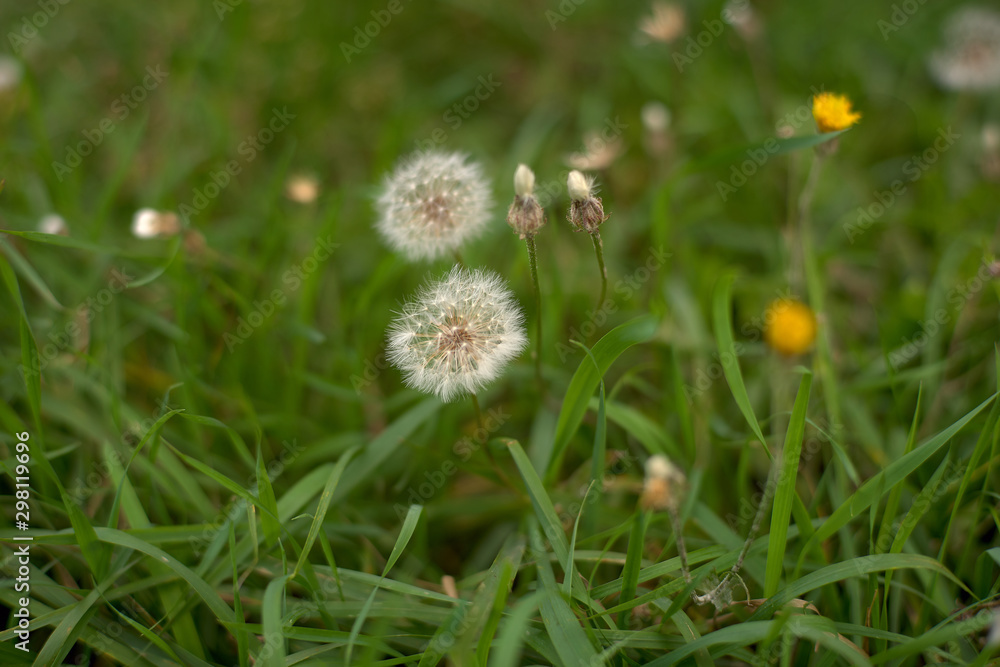 The world of blooming flowers in the forest The world of blooming flowers in the forest