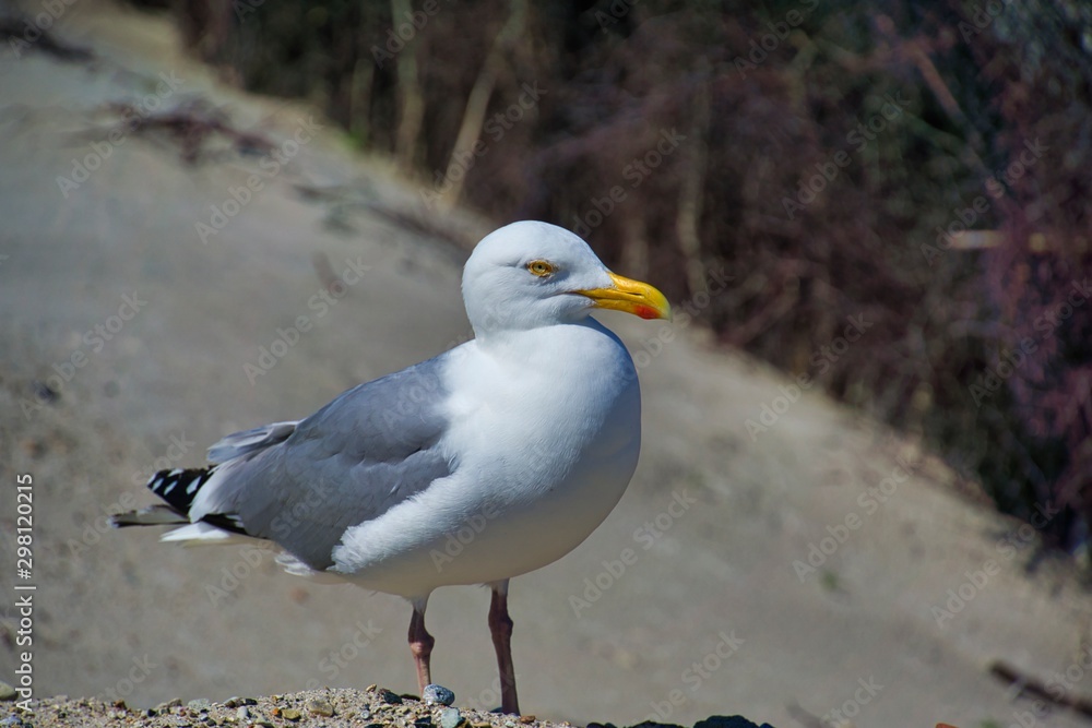 european herring gull on heligoland european herring gull on heligoland