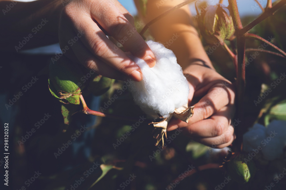 Hand holding natural cotton flower blooming at sunset - obrazy, fototapety, plakaty 