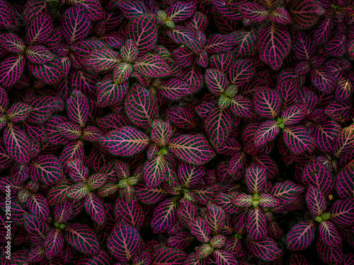 prayer plant photo