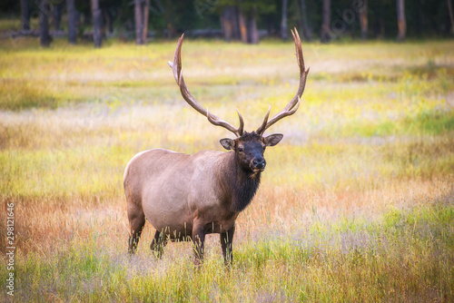 Elk grazing on the grass-fields of Yellowstone National Park 
