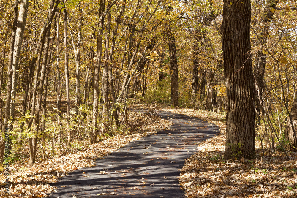 Fototapeta premium Landscape view of a paved walking trail leading into a forest on a sunny autumn day