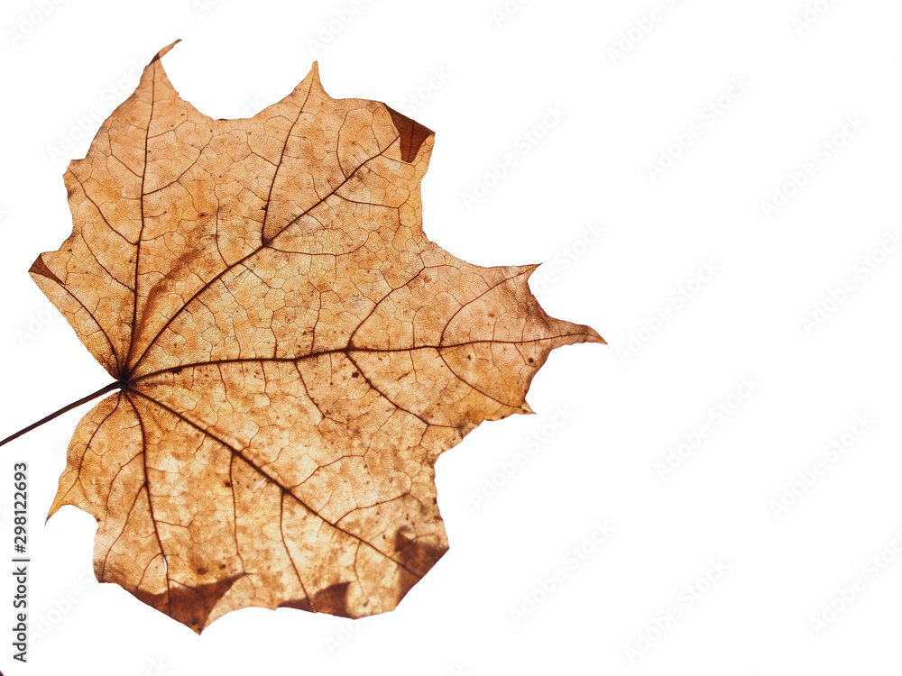 Gray dried fallen autumn maple leaf. Defoliation. Gray dried fallen autumn maple leaf. Defoliation.