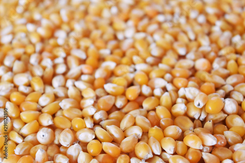 Popcorn maize background. Blur texture