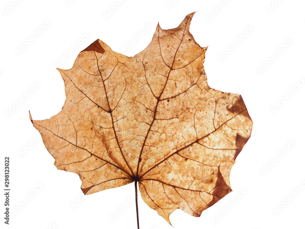 Gray dried fallen autumn maple leaf. Defoliation. Gray dried fallen autumn maple leaf. Defoliation.