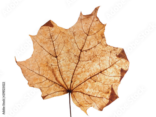 Gray dried fallen autumn maple leaf. Defoliation.