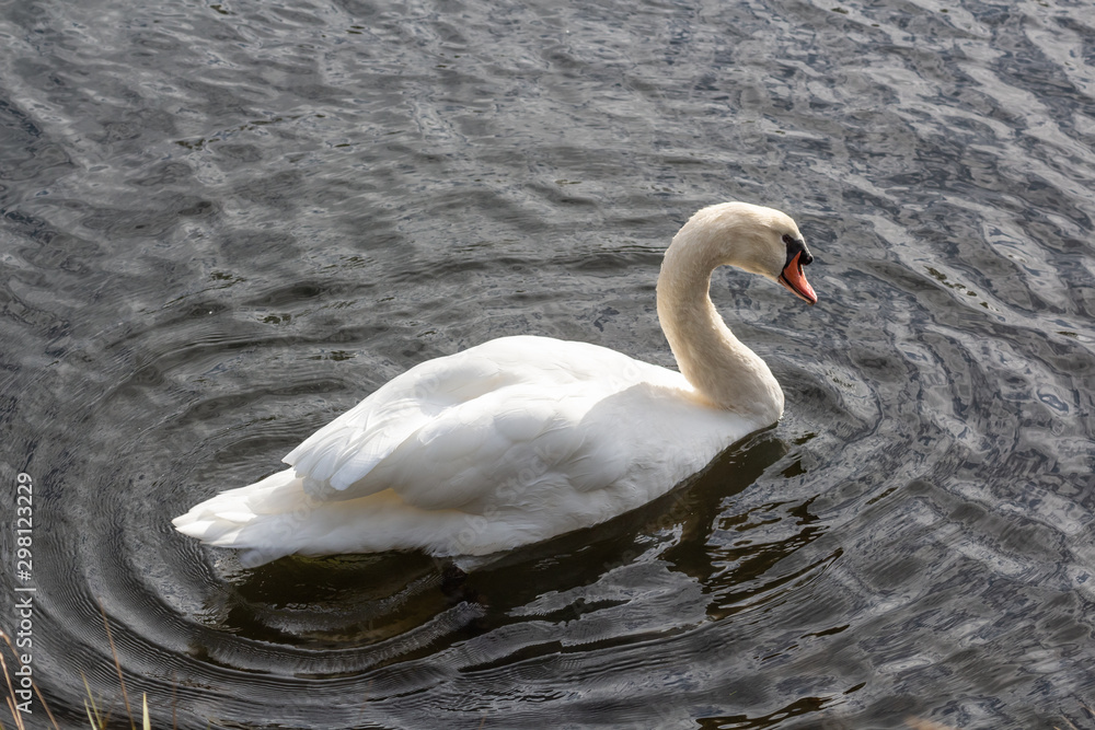 Fototapeta premium Swan swimming on a river in Brittany