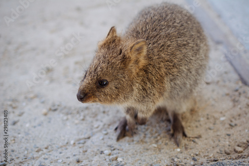 Wild Quokka on Rottnest Island photo