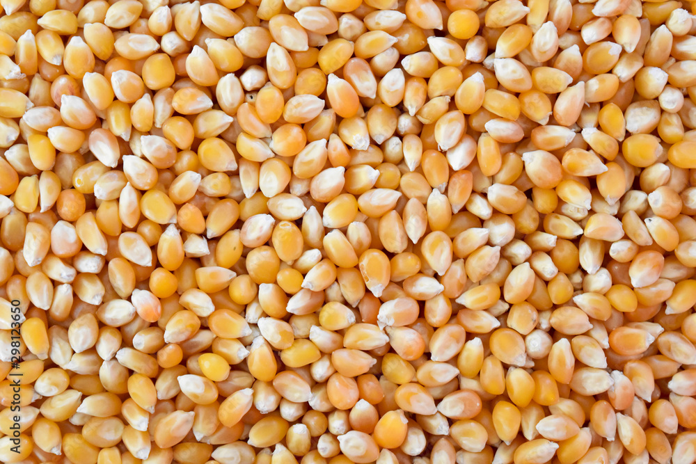 Popcorn maize background. Texture
