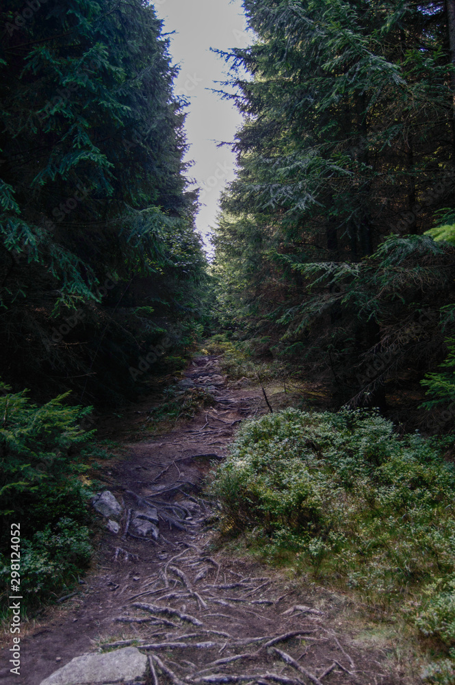 forest path