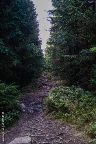 forest path © Nico Klapper