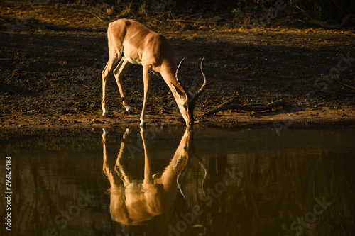 A lone Impala ram highlighted by an isolated ray of sunshine from the setting sun while having a drink from a remote dam.