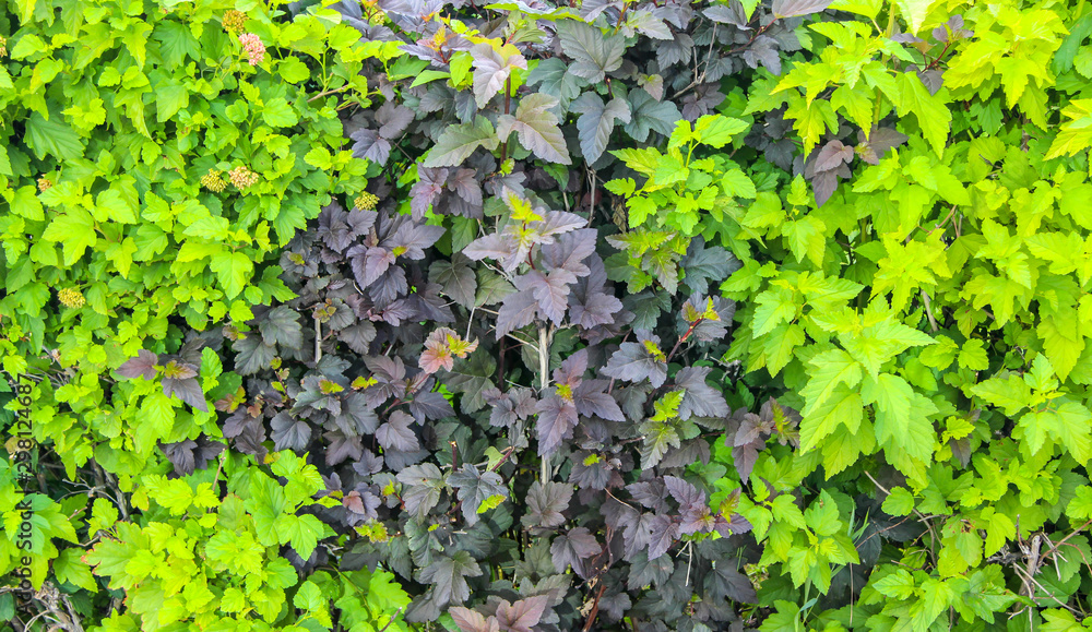 Two-colored leaves of hedgerow as a background Two-colored leaves of hedgerow as a background