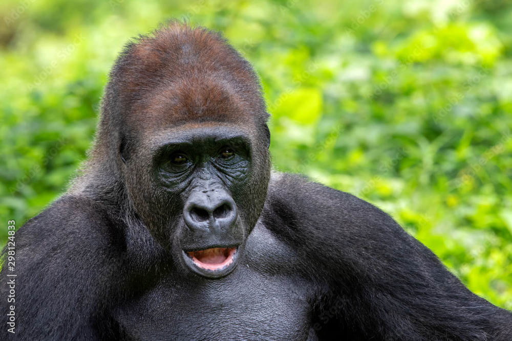 Obraz premium portrait of a western lowland gorilla