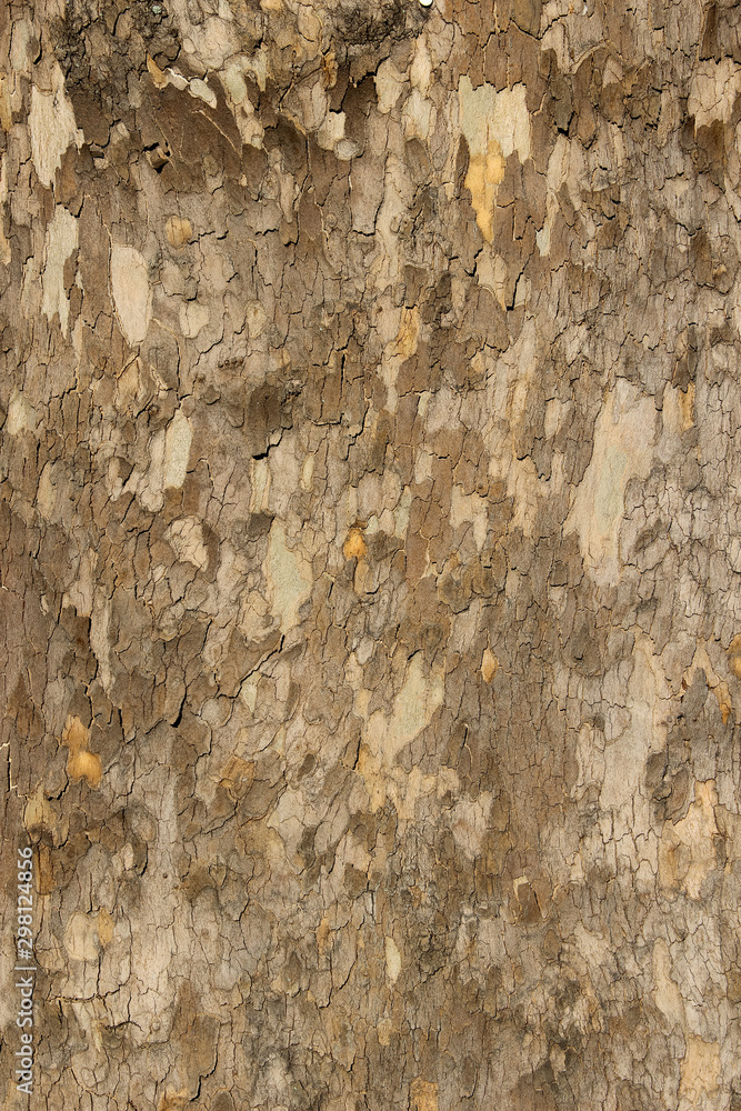 Patterned bark of a tree Patterned bark of a tree