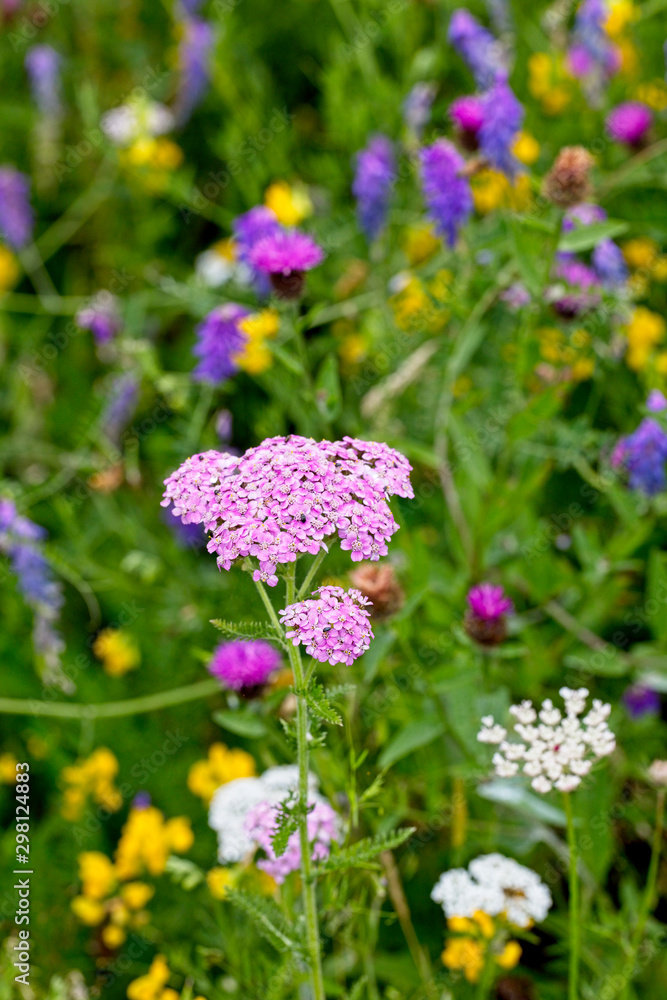 Obraz premium Yarrow (Achillea millefolium), pink flowerhead in a wildflower meadow, Rutland Water, Leicestershire, England, UK.