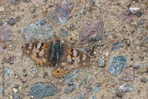 Painted Lady butterfly  Vanessa cardui   a very worn individual  Rutland Water  Leicestershire  England  UK.