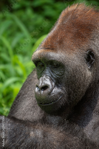 portrait of a western lowland gorilla